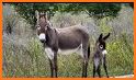 Donkey Sounds related image