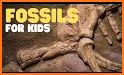 Dinosaur Fossils For Kids related image