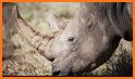 Rhino Liquidations related image