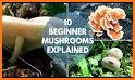 Mushrooming related image