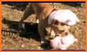 Cute & Tiny Farm Animals - Baby Pet Village related image