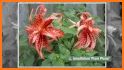 Lily - Plant Identification related image