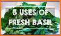 Basil related image