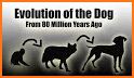 Dog Evolution related image