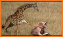 Amusing Calf Giraffe Escape related image