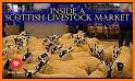 Sheep Market related image