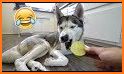 myHusky related image