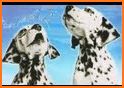 PONGO related image