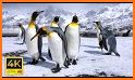 Penguins! related image