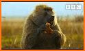 Baboon related image