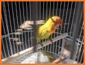 Master Kicau Lovebird related image