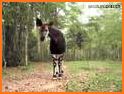 OKAPI Congo related image