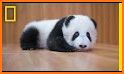 Panda and Dog: Always Dog Cute related image