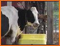 Discover Dairy related image