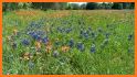 Washington Wildflowers related image