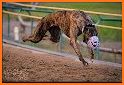 Wild Greyhound Dog Racing related image