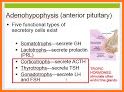 Anatomy Online Quiz: Endocrine System related image