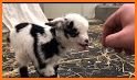 Cute Baby Goat Rescue related image