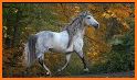 Horse Quiz: Equine Trivia Game related image