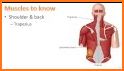 The Muscular System Manual related image