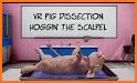 Virtual Pig Simulator related image