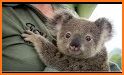 Koala related image