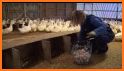 USA Poultry Farming: Chicken and Duck Breeding related image