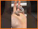 Trending Viral, Funny & Status Video for Snake related image