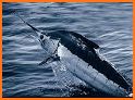 The Blue Marlin related image