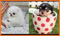 Cute Teacup Puppie Keyboard Background related image