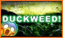 Duckweed Fix related image