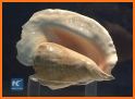 Shell Museum: Identify Shells related image