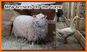 Animal Link Farm related image