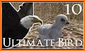 Ultimate Bird Simulator related image