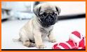 Pug Dog related image