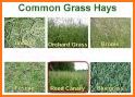 Hay Map - Buy & Sell Hay related image