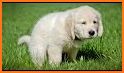 Training of puppies related image