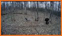 Turkey Calls for Hunting AU related image