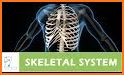 Human Skeletal System 3D related image