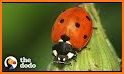 Goody Preschool Ladybugs related image