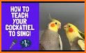 Singing to tame your cockatiel related image