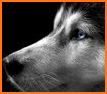 Cool Siberian Husky Cute Dogs Malamut Wallpapers related image