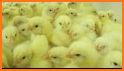 Tiny Hens : Egg Factory - Chicken inc related image