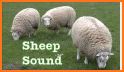 Sheep Sounds related image