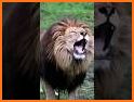 Poud Lion related image