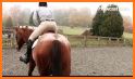 PonyPlace - Buy and Sell Horses and Tack related image