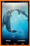 Dolphins Live Wallpaper related image