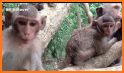 Jungle Monkey - Jungle World related image