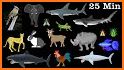 ABC animals puzzle picture vocabulary related image