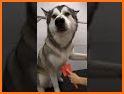 Husky Control related image